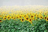 Sunflower Field In Fog_P1170635